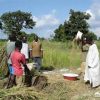 If the Chinese contracted land in Africa, would it be feasible to hire Chinese people to grow food on a large scale?