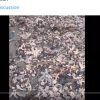 Seawater Pollution in Kamchatka, Russia's Far East: Massive Marine Life Dead on Beach